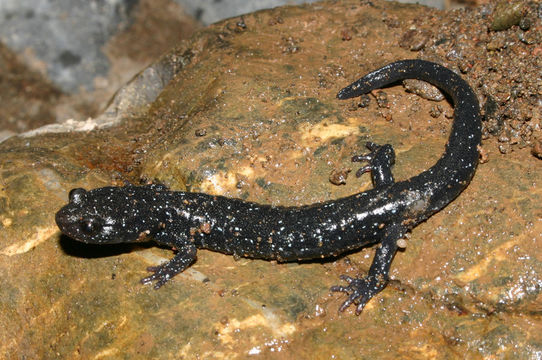 Image of Black Salamander