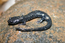 Image of Black Salamander