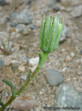 Image of pincushion flower