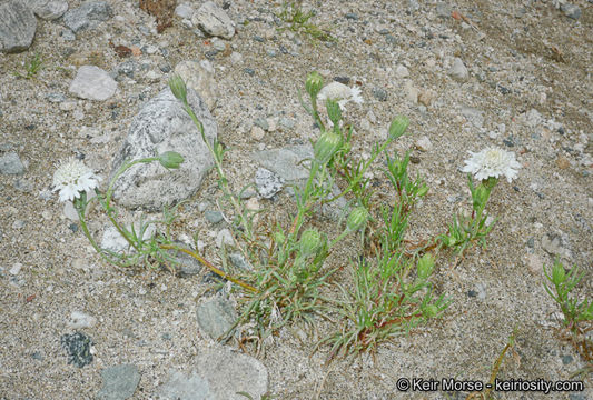 Image of pincushion flower