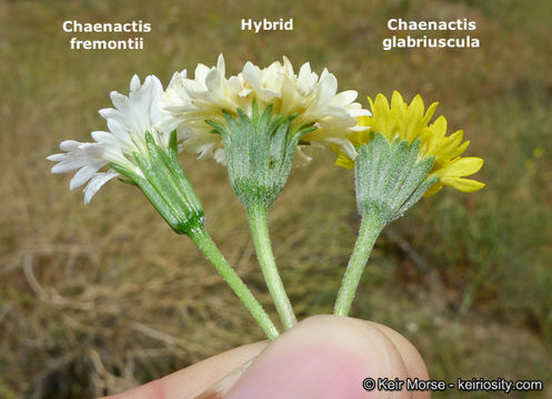 Image of yellow pincushion