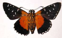 Image of Melanopyge