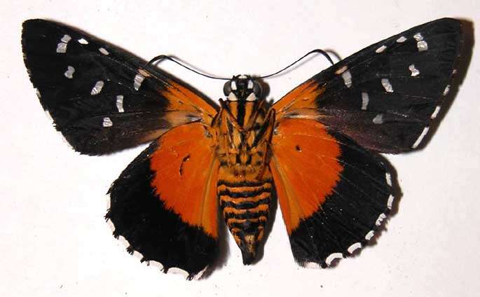 Image of Melanopyge