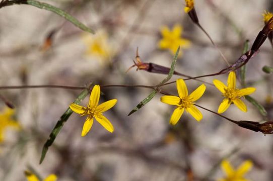 Image of fivebract chinchweed