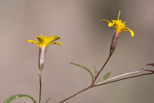 Image of fivebract chinchweed