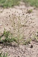 Image de Schkuhria pinnata (Lam.) O. Kuntze