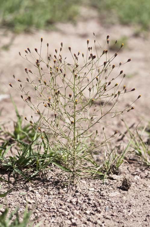 Plancia ëd Schkuhria pinnata (Lam.) O. Kuntze