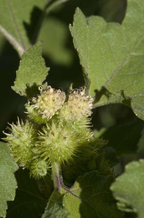 Imagem de Xanthium strumarium L.