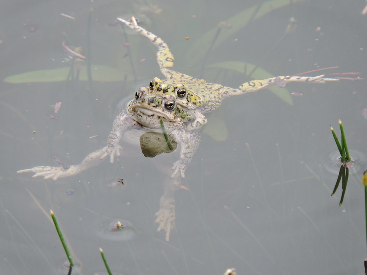 Image of Green toad