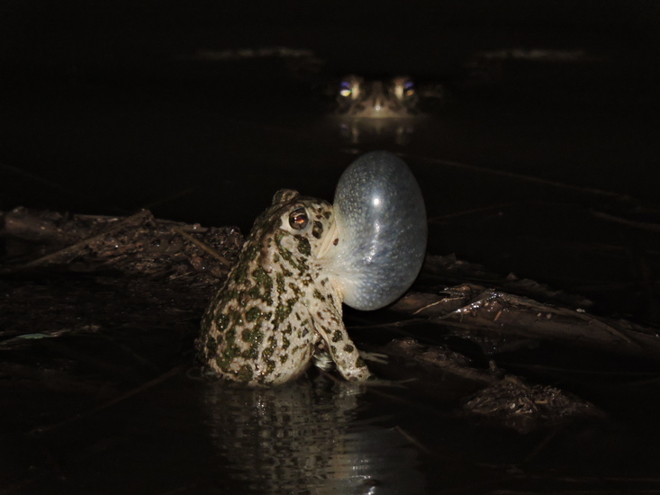 Image of Great Plains Toad