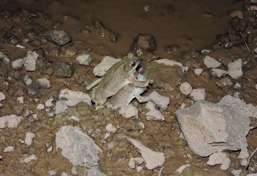 Image of Red-spotted toad