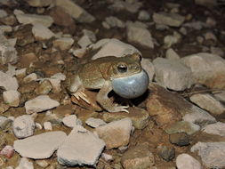 Plancia ëd Anaxyrus punctatus (Baird & Girard 1852)