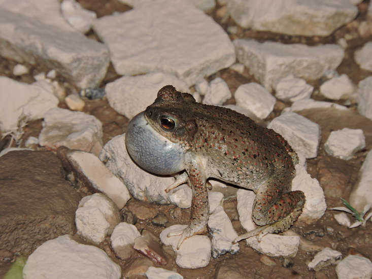 Image of Red-spotted toad