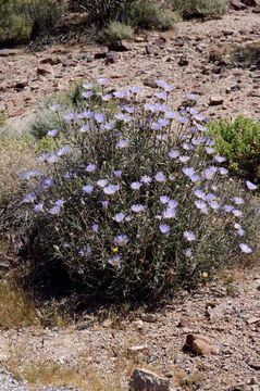 Image of Mojave woodyaster