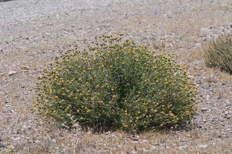 Sivun Encelia frutescens (A. Gray) A. Gray kuva