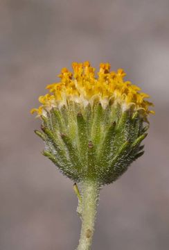 Image of button brittlebush