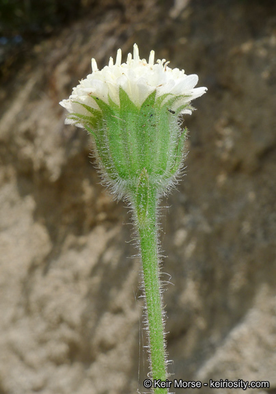 Image of white pincushion