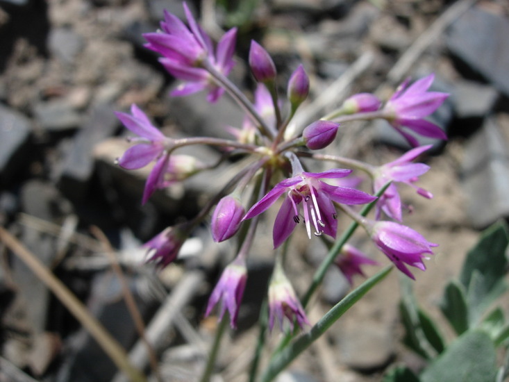 Image of dusky onion