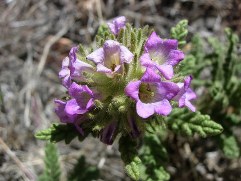 Image of Rothrock's fiddleleaf