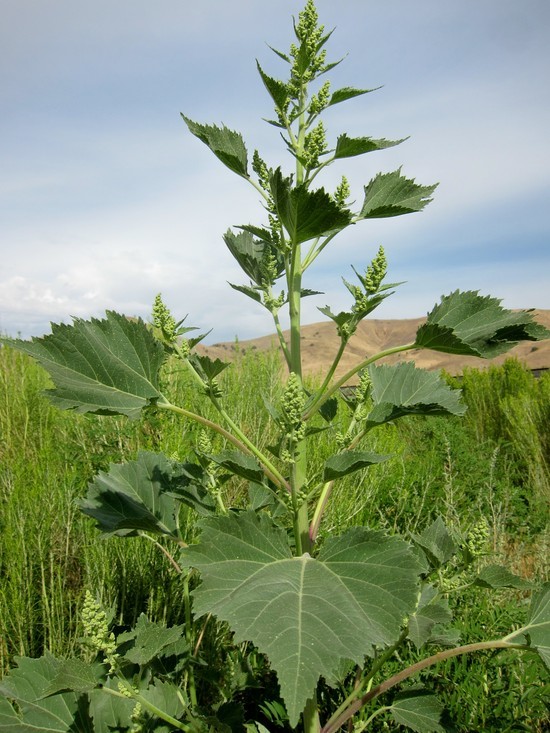 صورة <i>Iva xanthifolia</i>