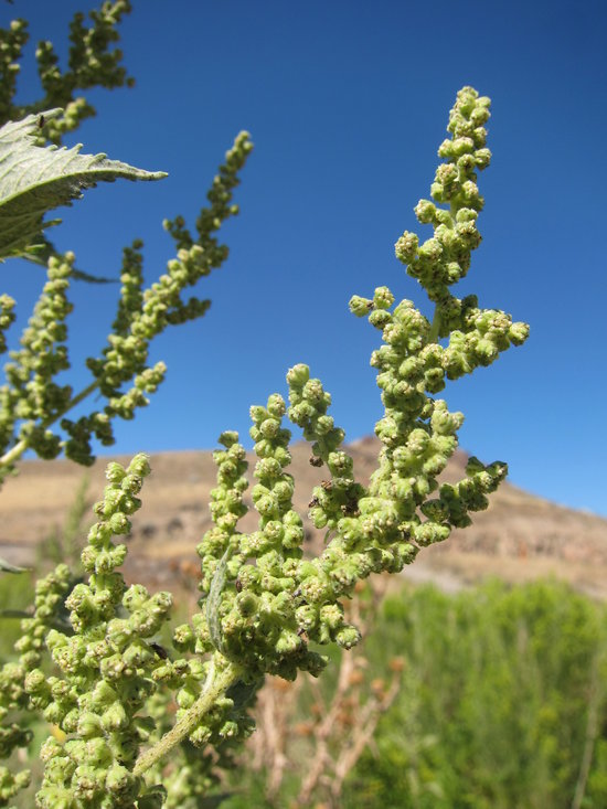 Image of <i>Iva xanthifolia</i>