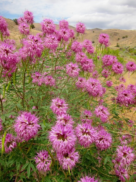 Image of Navajo spinach