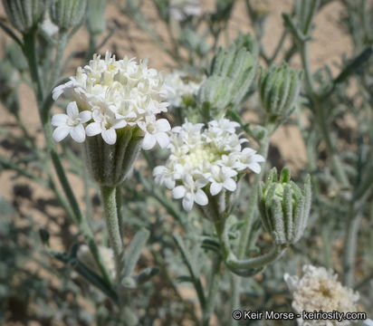 Image of Esteve's pincushion