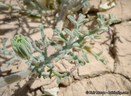 Image of Esteve's pincushion