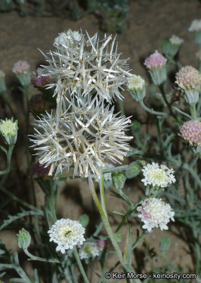 Image of Esteve's pincushion