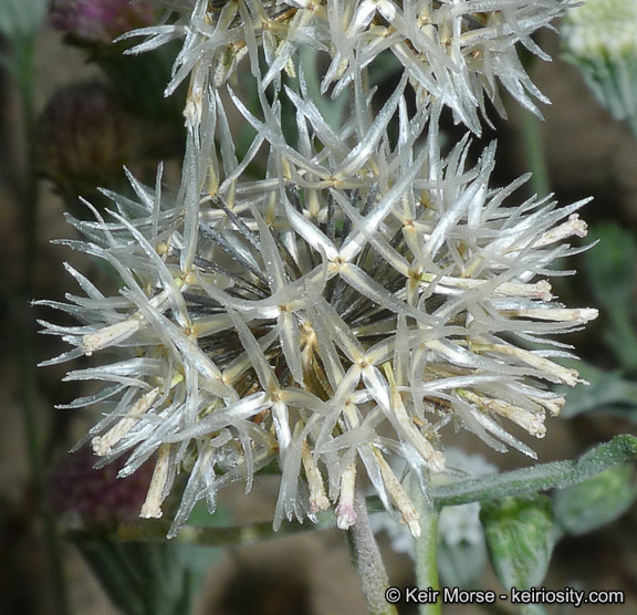 Image of Esteve's pincushion