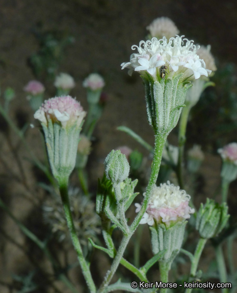 Image of Esteve's pincushion