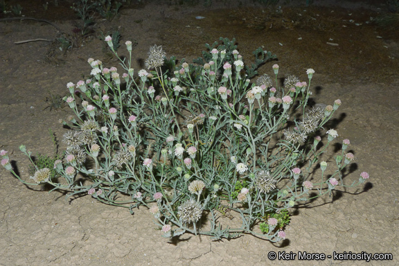 Image of Esteve's pincushion