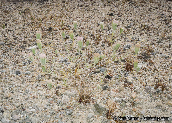 Image of Esteve's pincushion