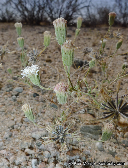 Image of Esteve's pincushion