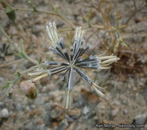 Image of Esteve's pincushion