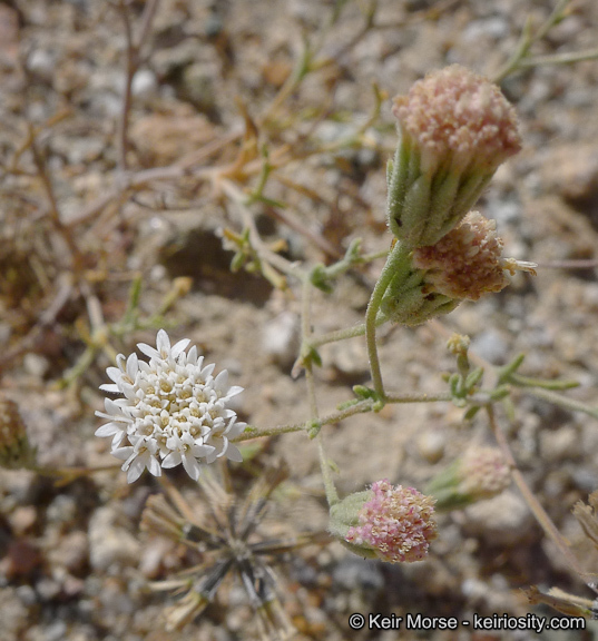 Image of Esteve's pincushion