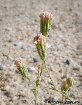 Image of Esteve's pincushion