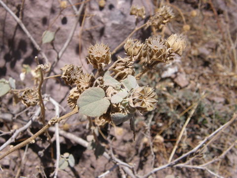 Image of shrubby Indian mallow