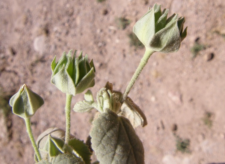 Image of shrubby Indian mallow