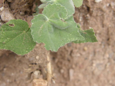 Image of shrubby Indian mallow