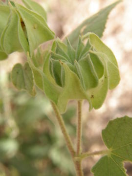 Image of shrubby Indian mallow