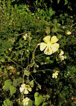 Слика од Abutilon abutiloides (Jacq.) Garcke