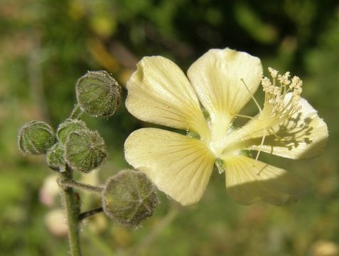 Image of shrubby Indian mallow