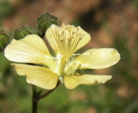 Image of shrubby Indian mallow