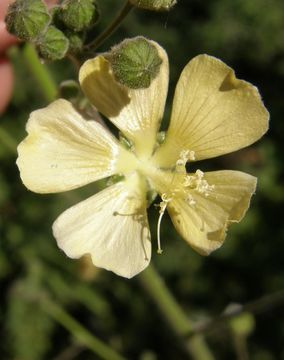 Plancia ëd Abutilon abutiloides (Jacq.) Garcke