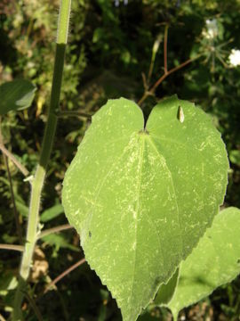 Image of shrubby Indian mallow