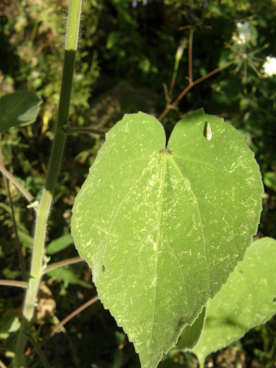 صورة Abutilon abutiloides (Jacq.) Garcke