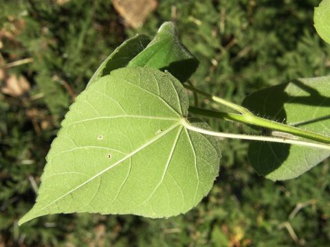 Image of shrubby Indian mallow