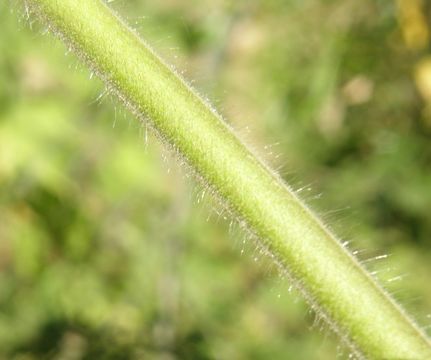 Image of shrubby Indian mallow