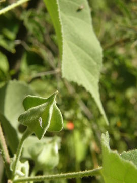 Image of shrubby Indian mallow